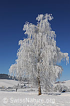 F064714: Raureif an Birke