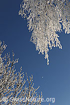 F064726: Äste mit Raureifschicht