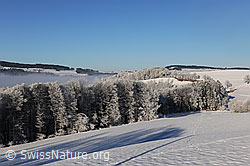 F064773: Wälder und Hecke mit Raureif