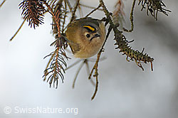 Foto: Wintergoldhähnchen