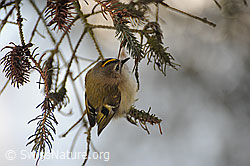 Foto: Wintergoldhähnchen