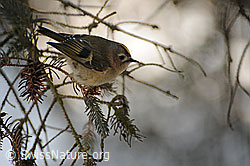 Foto: Wintergoldhähnchen