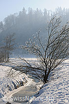 F064829: Strauch an zugefrorenem Bach