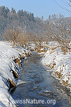 F064831: Sträucher an zugefrorenem Bach