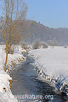 F064844: Ufergehölz an zugefrorenem Bach