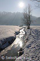 F064865: Strauch an zugefrorenem Bach