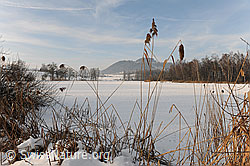 F064869: Gefrorener See mit Schilf am Ufer