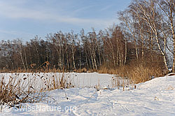 F064877: Gerzensee im Winter
