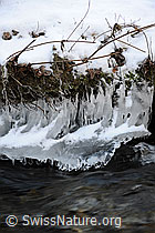 F064917: Eisskulptur am Bachufer (Eisbirnen)
