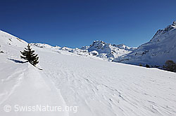 F065206: Junge Tanne in weiter Schneefläche