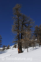 F065213: Lärchen an der Waldgrenze