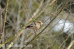 Kernbeisser (Coccothraustes coccothraustes) (F065268)