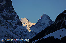 Foto: Morgenstimmung mit Mönch und Eiger