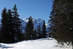 F065524: Dunkle Tannen auf Schneefläche mit Berglandschaft im Hintergrund