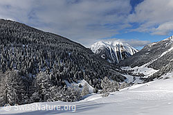 F065825: Bergwälder mit Neuschnee