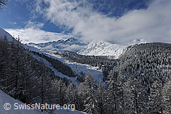 F065834: Winterwald und Nebelstimmung