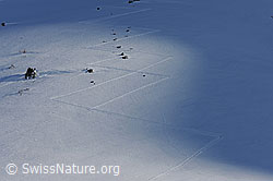 F065916: Muster im Schneefläche