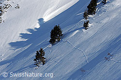 F065921: Schneehasenspuren zwischen jungen Tannen