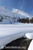 F065961: Dicke Schneedecke