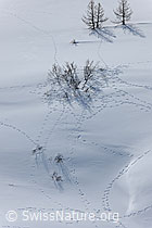 F065981: Hasenspuren