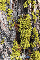 F066095: Flechten am Stamm einer Lärche