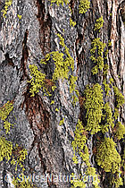 F066097: Flechten am Stamm einer Lärche