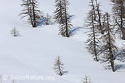 F066250: Lärchen im Schnee