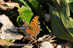 C-Falter (Polygonia c-album) (F066360)
