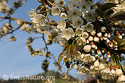F066642: Blüten des Kirschbaums (Süsskirsche)