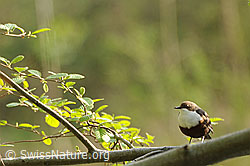 Foto: Wasseramsel (Cinclus cinclus) auf Zweig sitzend