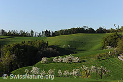 F066717: Blühender Obstgarten