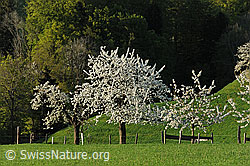F066727: Blühende Kirschbäume eines Obstgartens