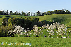 F066737: Blühender Baumgarten in frühlingshafter Hügellandschaft