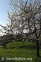 F066739: Blühender Kirschbaum