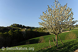 F066741: Junger Kirschbaum während Blütezeit