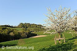 F066743: Hügellandschat mit blühendem Kirschbaum
