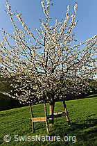 F066750: Junger Kirschbaum