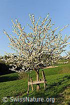 F066754: Junger Baum