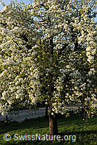 Foto: Birnbaum (Pyrus communis)