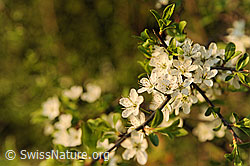 Photo: Birnbaum, Blüte