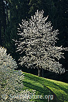 F066783: Blühender Einzelbaum