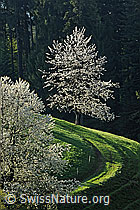 F066784: Blühender Baum und Streiflicht