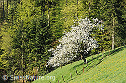F066790: Blühender Baum auf Weide am Waldrand