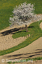 F066808: Blühender Obstbaum