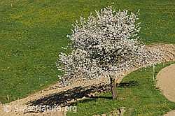 F066809: Blühender Baum am Feldrand