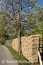 F066817: Holzstapel und blühender Baum