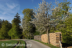 F066821: Blühende Bäume am Waldrand