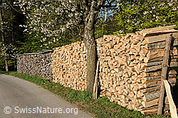 F066822: Brennholz und Baumstamm