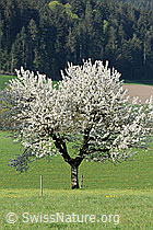 F066827: Blühender Baum