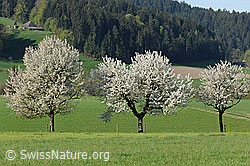 F066828: Blühende Feldobstbäume